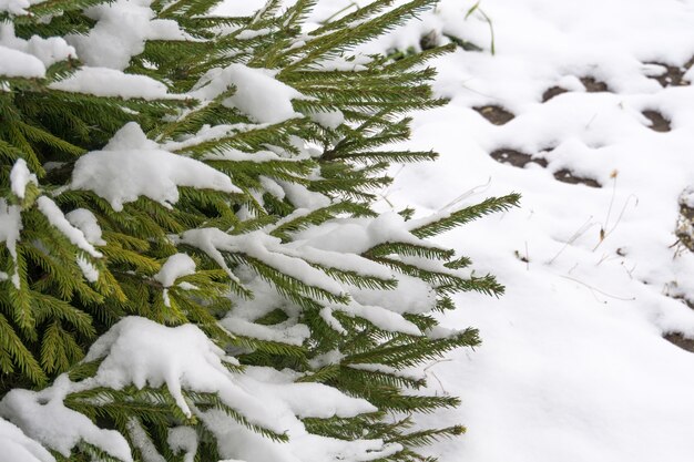 Árvore verde sob a neve