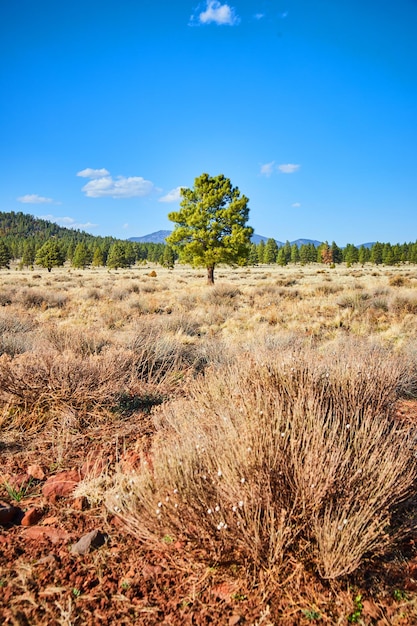 Árvore verde solitária no deserto do Arizona por arbustos