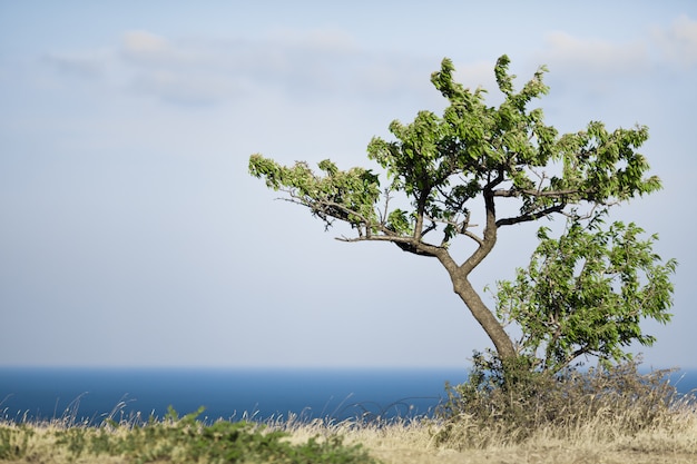 Árvore verde solitária