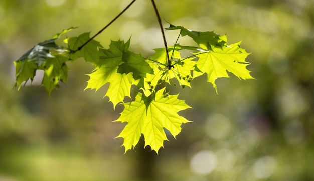 Árvore Verde Vibrante Dia de Primavera Ensolarado Fundo de Natureza Canadense