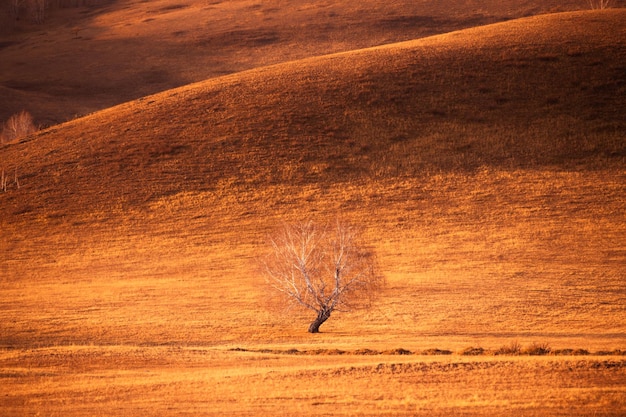 Árvore vermelha do outono com grama seca e amarela nas montanhas. Belo fundo de natureza de outono