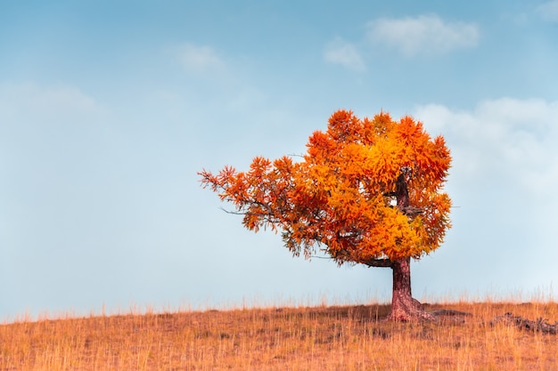 Árvore vermelha do outono na colina contra o céu azul. Belo fundo de natureza de outono