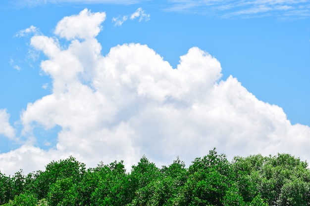 Árvore vista com céu azul