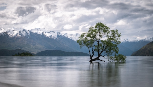 Árvore Wanaka famosa da Nova Zelândia com montanhas ao fundo