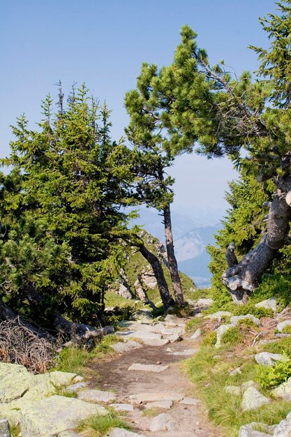 Árvores acima da linha de madeira Niederhorn Bernese Oberland Suíça