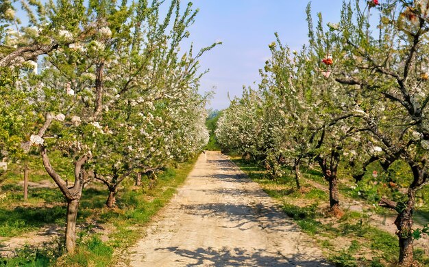 Árvores adultas florescem no pomar de maçãs Jardim de frutas