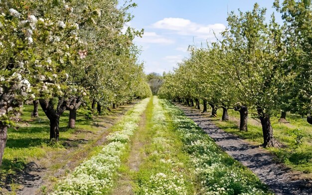 Árvores adultas florescem no pomar de maçãs Jardim de frutas