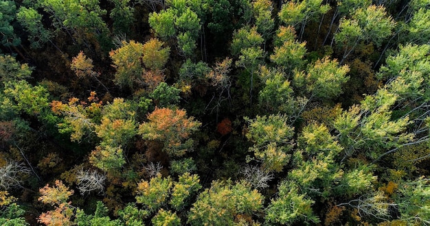 Árvores aéreas de drones de madeira verde folhagem amarela no outono floresta atmosfera de natureza serena em bela