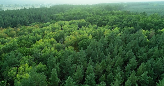 Árvores aéreas paisagem florestal folhagem verde criando cenário de madeira harmonioso beleza selvagem de paz