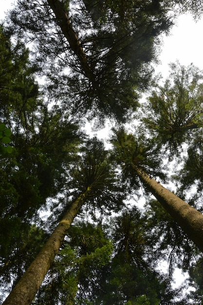 Árvores altas coníferas com troncos longos Vista de baixo em perspectiva