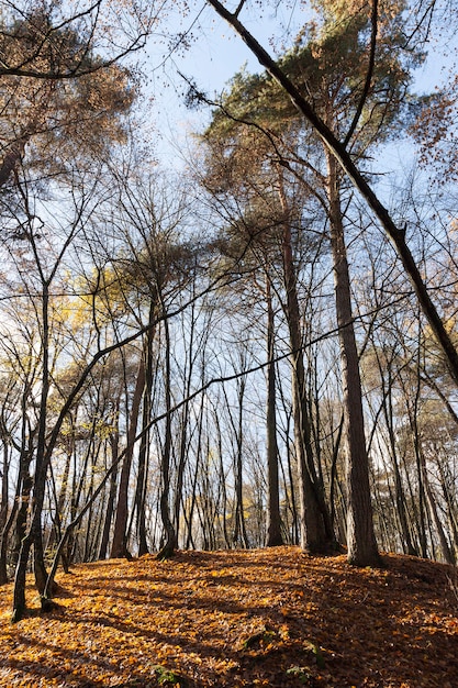 Árvores altas de outono em uma floresta de bordo sem folhagem no meio ou no final do outono