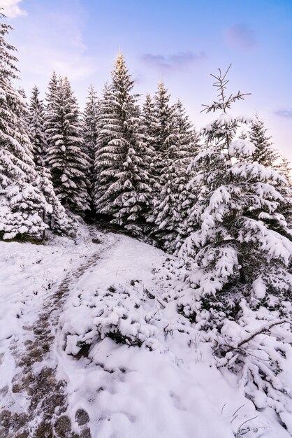 Árvores altas densas velhas abetos crescem em uma encosta nevada nas montanhas em um dia nublado de inverno nublado. O conceito da beleza da floresta de inverno e áreas protegidas