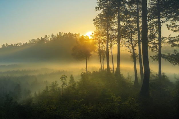 Árvores altas e delgadas na floresta enevoada e o sol vai além do horizonte