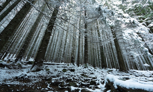 Árvores altas e densas de abetos crescem em uma encosta nevada