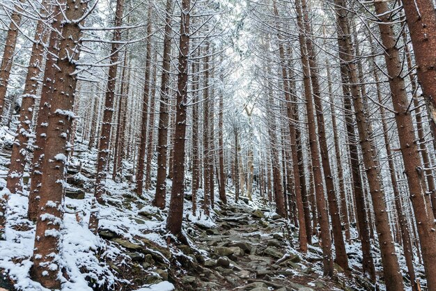 Árvores altas e densas de abetos crescem em uma encosta nevada