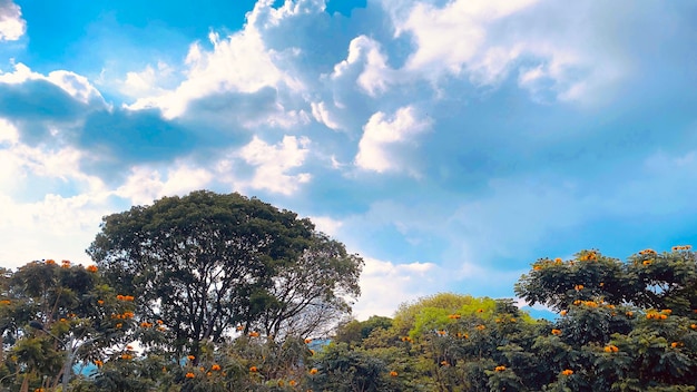 Árvores altas e o céu com nuvens