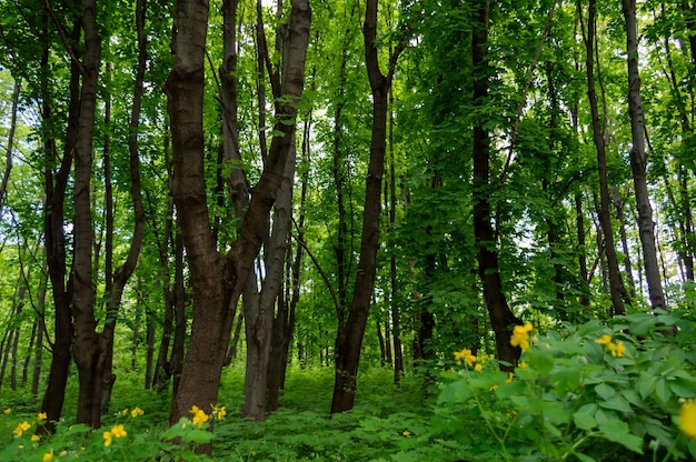 Árvores altas em uma densa floresta verde