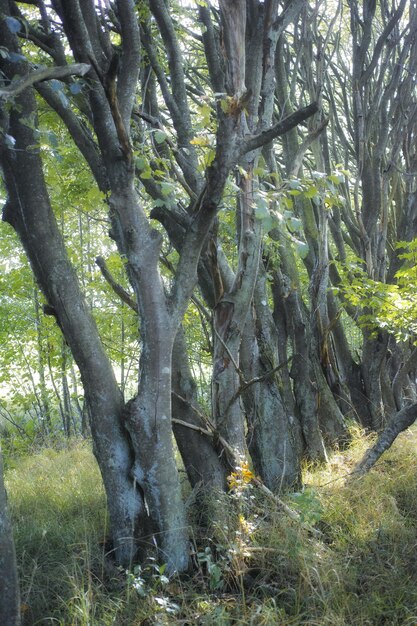 Árvores altas em uma floresta selvagem no verão Uma paisagem selvagem de vegetação verde variada com arbustos e arbustos crescendo na natureza ou em um ambiente não cultivado isolado em um belo dia ensolarado