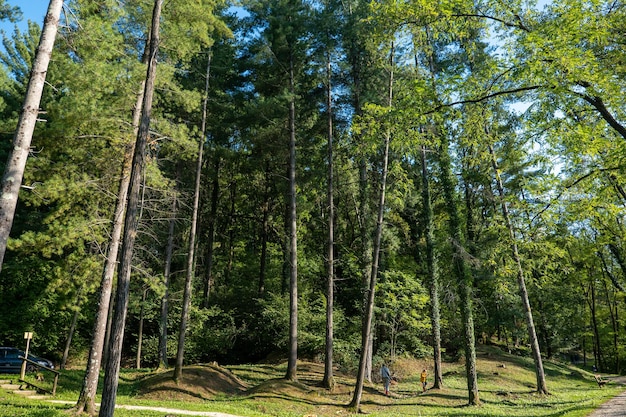 Árvores altas no parque no início do outono