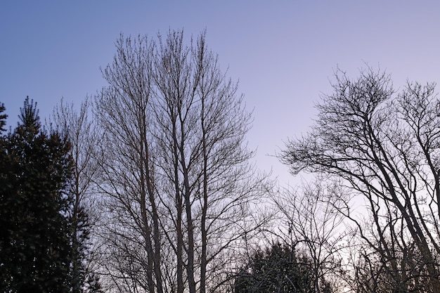 Árvores altas secas ao ar livre na natureza com um fundo de céu azul Bela paisagem de galhos durante o pôr do sol em um verão no final da tarde ou no início da manhã Terra pacífica e cênica com plantas áridas