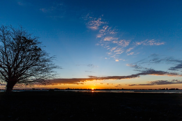 Árvores Amanhecer Negro