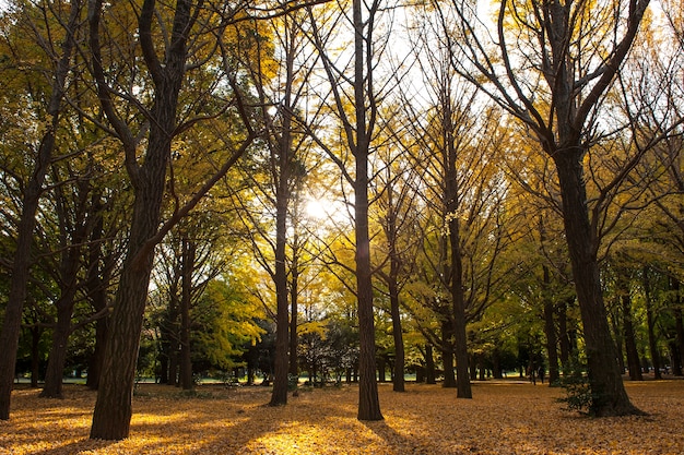 Árvores amarelas da nogueira-do-Japão no parque público de Yoyogi, Tóquio, Japão.