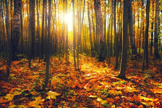 Árvores amarelas de outono em uma floresta ao pôr do sol Folhagem de outono Folhas vermelhas e amarelas caídas no chão Linda paisagem de outono