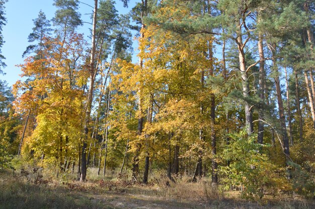 Árvores amarelas de outono na floresta