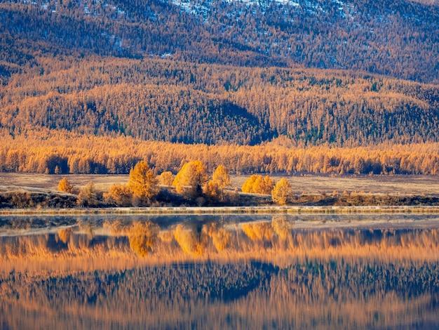 Árvores amarelas nas montanhas se refletem na superfície espelhada de um lago calmo Paisagem de outono impressionante com reflexos