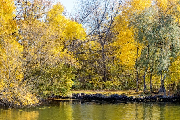 Árvores amarelas no outono à beira do rio