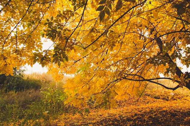Árvores amarelas no parque tranquilo. Conceito de outono.