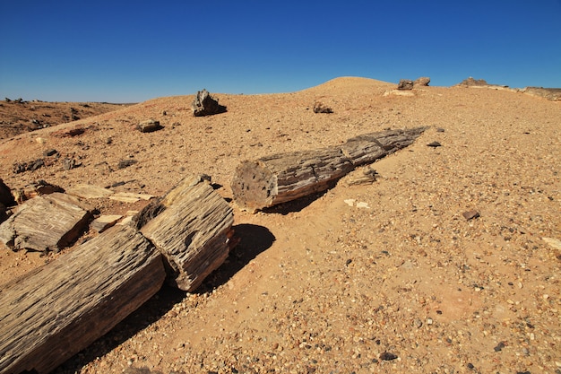 Árvores antigas no deserto do Saara, Sudão