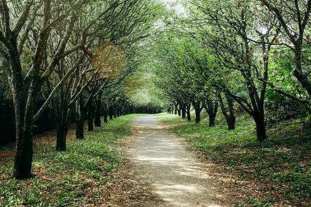 Árvores ao longo do caminho vazio no parque