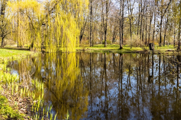 Árvores ao sol perto de uma lagoa no parque da cidade