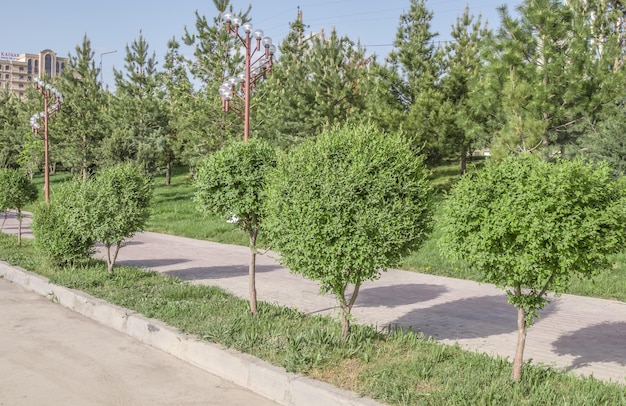 Árvores aparadas na primavera na cidade