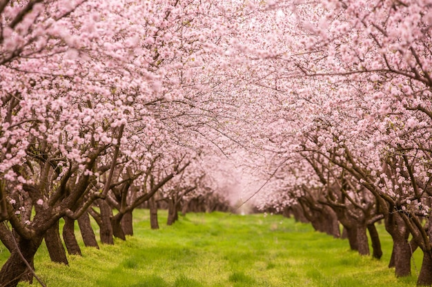 Árvores bonitas com flores cor-de-rosa que florescem na primavera na Europa Amêndoa