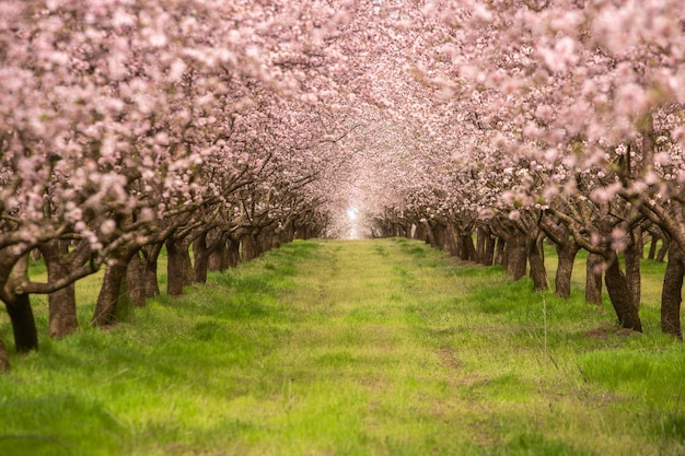 Árvores bonitas com flores cor-de-rosa que florescem na primavera na Europa