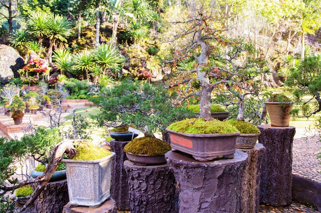 Árvores bonsai em uma panela em um parque de flores