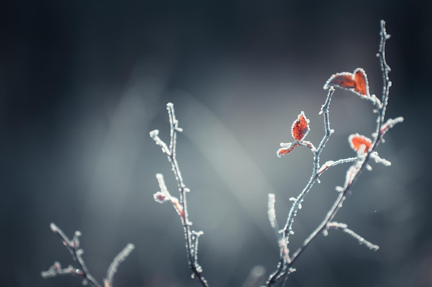 Árvores cobertas de gelo na floresta de inverno Fundo de natureza de inverno