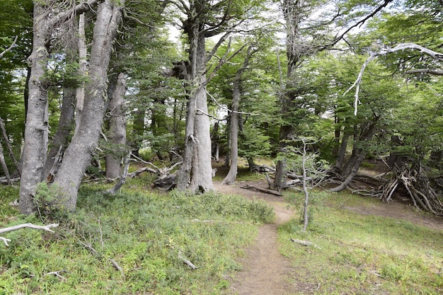Árvores cobertas de musgo na floresta no Parque Nacional Arrayanes San Carlos de Bariloche Argentina