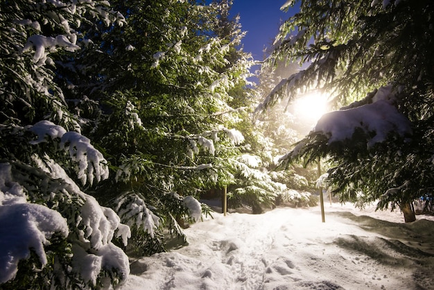 Árvores cobertas de neve, céu escuro e lanterna brilhante através da neve. Cena do parque. Foto noturna.