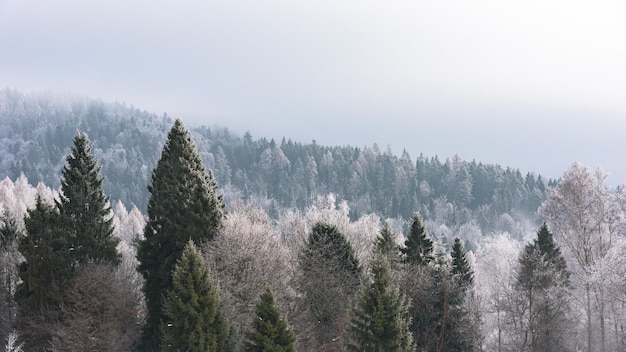 Árvores cobertas de neve como pano de fundo sazonal