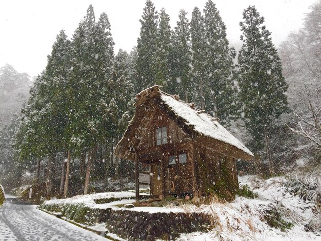 Árvores cobertas de neve contra o céu