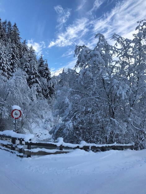 Árvores cobertas de neve contra o céu