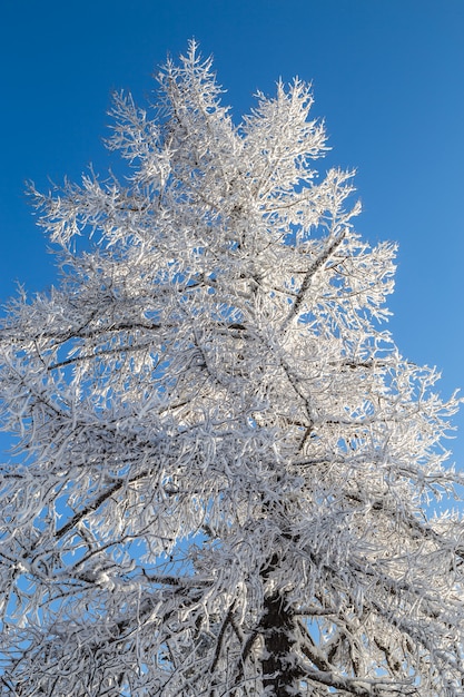 Árvores cobertas de neve contra o céu.