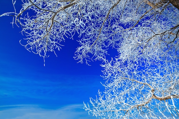 Árvores cobertas de neve contra o céu