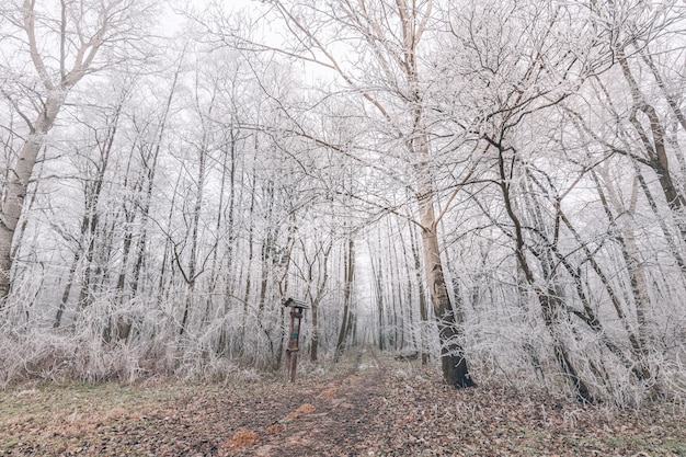 Árvores cobertas de neve de inverno nas montanhas Linda paisagem natural de inverno caminho de neblina manhã