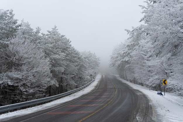 Árvores cobertas de neve e cenário de estrada