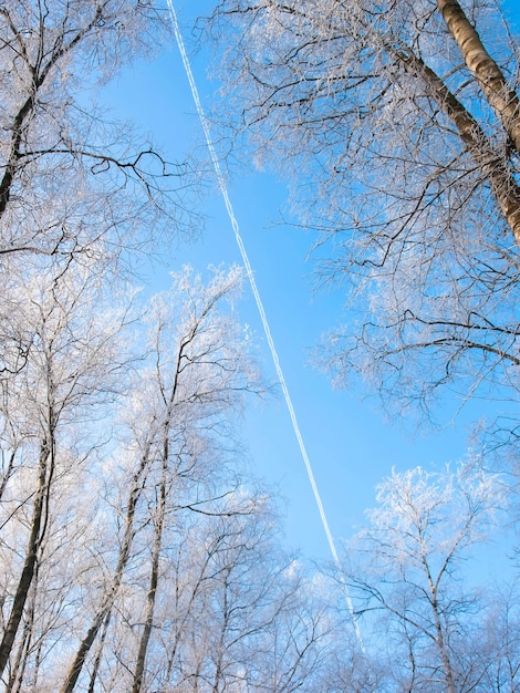 Árvores cobertas de neve e um rastro de um avião no céu azul