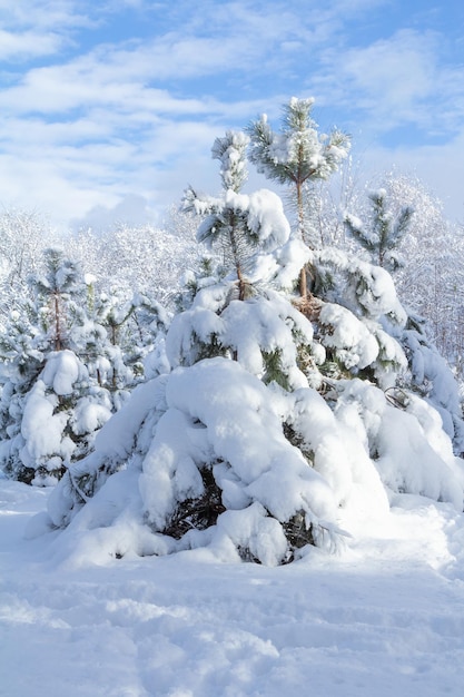 Árvores cobertas de neve em dia ensolarado de inverno